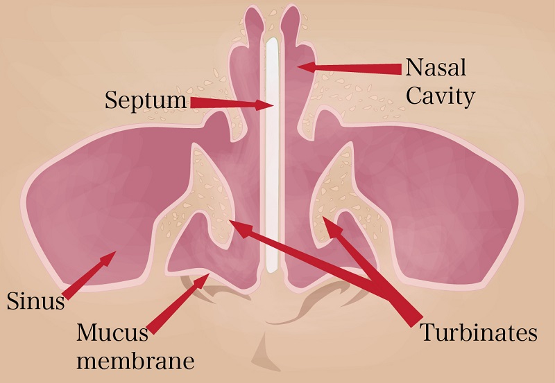 Top Varieties of Nasal Structures: Unveiling the Allure and Well-being Aspects