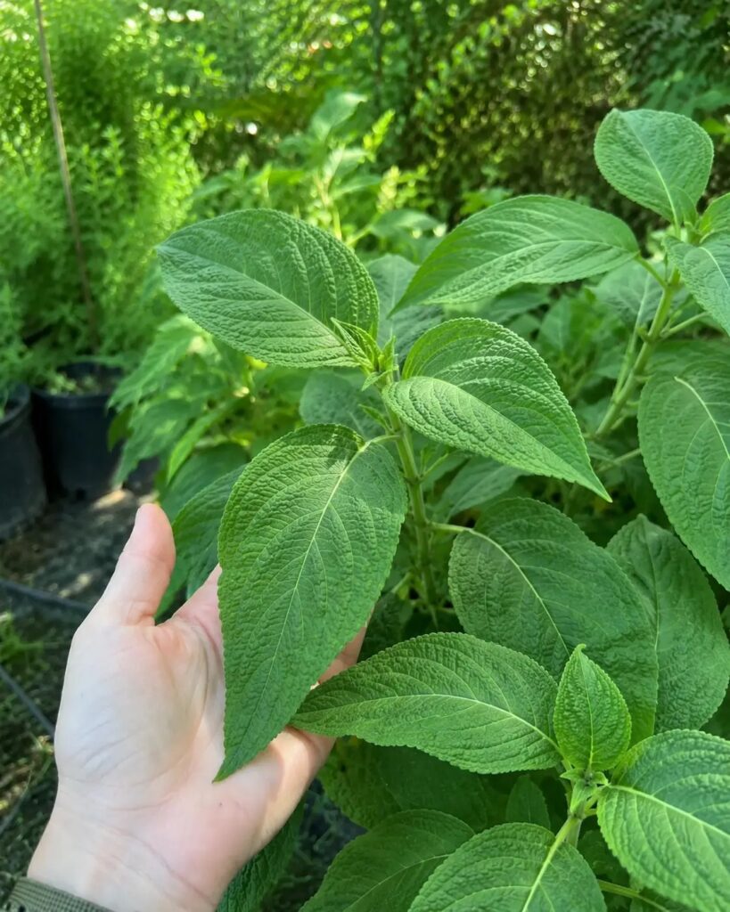 From Sacred Herb to Modern Curiosity: How Salvia Divinorum Became a Botanical Conversation Piece